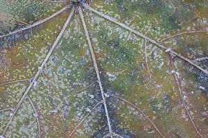 Blad Prints: blad, leaf