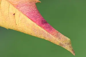 Images Dated 11th October 2006: blad, leaf