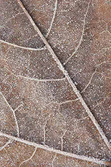 Blad Prints: blad, leaf