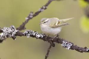 2014 Prints: Bladkoning, Yellow-browed Warbler, Phylloscopus inornatus