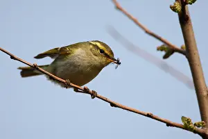 Happy Island Prints: Bladkoning, Yellow-browed Warbler, Phylloscopus inornatus