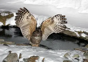 2004 Prints: Blakiston-visuil, Blakiston's Fish-Owl, Bubo blakistoni