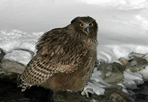 2004 Prints: Blakiston-visuil, Blakiston's Fish-Owl, Bubo blakistoni