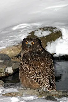 2004 Prints: Blakiston-visuil, Blakiston's Fish-Owl, Bubo blakistoni