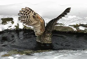 2004 Prints: Blakiston-visuil, Blakiston's Fish-Owl, Bubo blakistoni