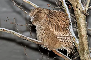 Images Dated 22nd February 2008: Blakiston-visuil, Blakistons Fish-Owl