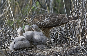 Images Dated 11th June 2005: Blauwe Kiekendief, Hen Harrier, Circus cyaneus