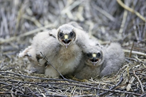 Images Dated 11th June 2005: Blauwe Kiekendief, Hen Harrier, Circus cyaneus