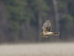 Images Dated 19th February 2006: Blauwe Kiekendief, Hen Harrier, Circus cyaneus