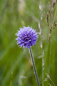 Blauwgrasland Prints: Blauwe Knoop, Devil's-bit Scabious, Succisa pratensis