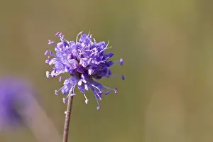 Images Dated 30th August 2008: Blauwe knoop, Devils-bit Scabious, Succisa pratensis