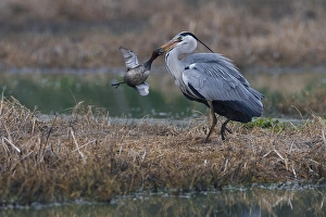 Images Dated 28th March 2009: Blauwe Reiger, Grey Heron, Ardea cinerea
