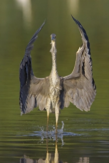 Images Dated 4th August 2009: Blauwe Reiger, Grey Heron, Ardea cinerea
