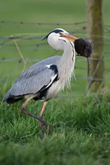Images Dated 9th February 2008: Blauwe reiger; Grey Heron; Ardea cinerea