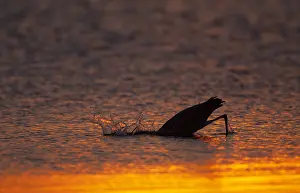 Silhouette Prints: Blauwe Reiger, Grey Heron, Ardea cinerea