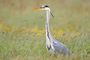 2011 Prints: Blauwe Reiger, Grey Heron, Ardea cinerea