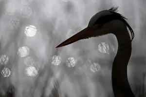 2012 Prints: Blauwe reiger, Grey heron, Ardea cinerea