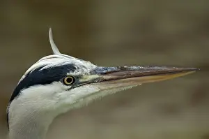 2005 Prints: Blauwe Reiger; Grey Heron; Ardea cinerea