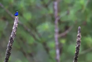 2012 Prints: Blauwe Suikervogel, Red-legged Honeycreeper, Cyanerpes cyaneus