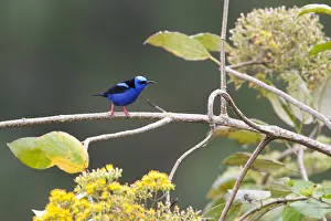 2012 Prints: Blauwe Suikervogel, Red-legged Honeycreeper, Cyanerpes cyaneus
