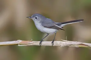 Images Dated 23rd February 2006: blauwgrijze Muggenvanger, Blue-gray Gnatcatcher, Polioptila caer