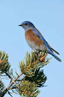 2007 Prints: Blauwkeelsialia, Western Bluebird, Sialia mexicana