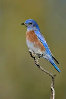2007 Prints: Blauwkeelsialia, Western Bluebird, Sialia mexicana