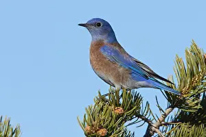 2007 Prints: Blauwkeelsialia, Western Bluebird, Sialia mexicana