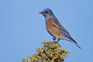 2007 Prints: Blauwkeelsialia, Western Bluebird, Sialia mexicana