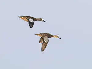 Images Dated 9th February 2008: Blauwvleugeltaling; Blue-winged Teal; Anas discors