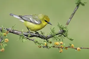 Images Dated 23rd April 2005: Blauwvleugelzanger, Blue-winged Warbler, Vermivora cyanoptera
