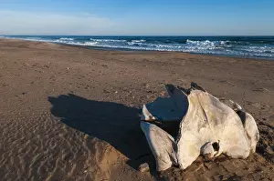 Culture Prints: A bleached whale bone casts a shadow on the beach