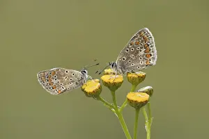 Grasland Prints: Bleek blauwtje, Chalk-hill Blue, Polyommatus coridon