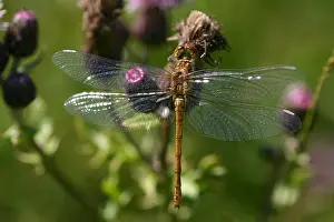 2025 Prints: Bloedrode heidelibel, Ruddy Darter