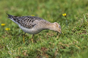 Images Dated 14th October 2015: Blonde Ruiter, Buff-breasted Sandpiper, Tryngites subruficollis