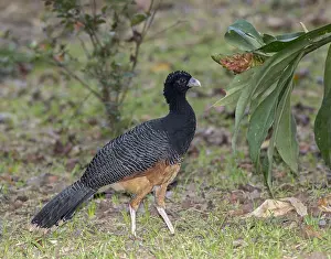 Images Dated 10th April 2014: Blue-billed Curassow (Crax alberti)