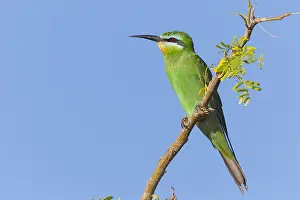 Meropidae Prints: Blue-cheeked Bee-eater