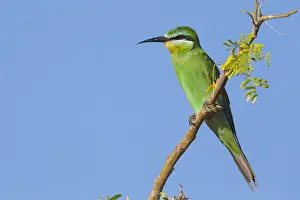 Meropidae Prints: Blue-cheeked Bee-eater