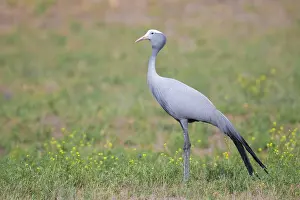Blue Crane, Grus paradisea
