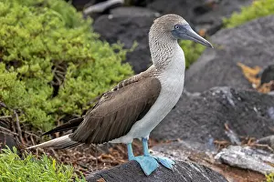 Images Dated 27th May 2023: Blue-footed Booby, Sula nebouxii