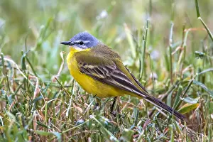Images Dated 18th April 2014: Blue-headed Wagtail, Motacilla flava