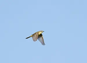 Images Dated 19th May 2023: Blue-headed Wagtail;Motacilla flava flava