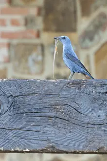 : Blue Rock Thrush; Blauwe Rotslijster; Monticola solitarius