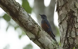 2012 Prints: Blue Rock Thrush, Monticola solitarius philippensis