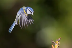 Passerines Prints: Blue Tit