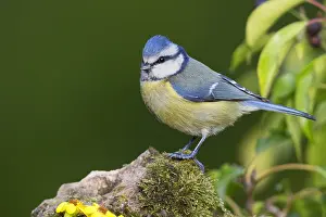 Paridae Prints: Blue Tit