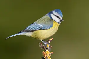 Paridae Prints: Blue Tit