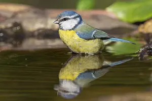Cyanistes Prints: Blue Tit, Cyanistes caeruleus
