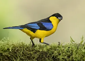 January Prints: Blue-winged Mountain Tanager (Anisognathus somptuosus)