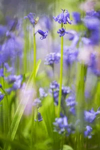 Images Dated 5th May 2017: Bluebell, Hyacinthoides non-scripta